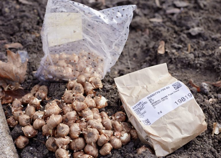 Frühblüher pflanzen mit dem Töster Umweltkreis